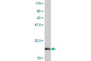Western Blot detection against Immunogen (30.