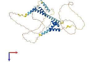 AlphaFold protein structure predicition of Human Recombinant MEIS1 Protein, UniprotID O00470