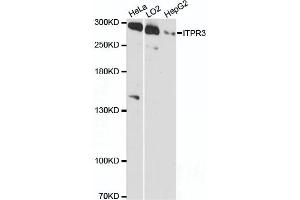 Western blot analysis of extracts of various cell lines, using ITPR3 antibody (ABIN6293224) at 1:3000 dilution. (ITPR3 anticorps)