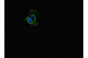 Immunofluorescent analysis of Hela cells using ABIN7152505 at dilution of 1:100 and Alexa Fluor 488-congugated AffiniPure Goat Anti-Rabbit IgG(H+L) (FBXW5 anticorps  (AA 265-494))