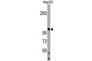 Western blot analysis of BRA1 Antibody (N-term) in HepG2 cell line lysates (35 μg/lane). (AMBRA1 anticorps  (N-Term))