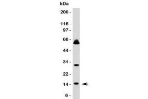 Western blot testing of SUMO1 antibody and HeLa lysate. (SUMO1 anticorps)