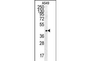 FSTL1 Antibody (C-term) (ABIN654491 and ABIN2844224) western blot analysis in A549 cell line lysates (35 μg/lane).