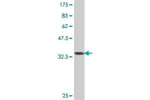 Western Blot detection against Immunogen (37 KDa) .