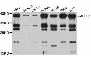 Western blot analysis of extracts of various cell lines, using APOL2 antibody (ABIN6290020) at 1:1000 dilution. (Apolipoprotein L 2 anticorps)