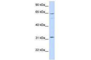 Image no. 1 for anti-rho GTPase Activating Protein 25 (ARHGAP25) (AA 504-553) antibody (ABIN6741448) (ARHGAP25 anticorps  (AA 504-553))