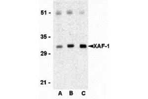 Western Blotting (WB) image for anti-XiAP Associated Factor 1 (XAF1) (C-Term) antibody (ABIN1030804) (XAF1 anticorps  (C-Term))