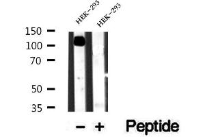 Western blot analysis of extracts of HEK-293 cells, using alpha Adaptin antibody. (alpha Adaptin anticorps  (Internal Region))