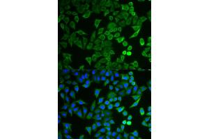 Immunofluorescence analysis of HeLa cells using NPRL2 antibody (ABIN5973470). (NPRL2 anticorps)