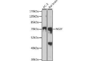 Western blot analysis of extracts of various cell lines, using NGEF antibody (ABIN7268882) at 1:1000 dilution. (NGEF anticorps  (AA 429-710))