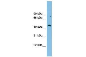 CCBE1 antibody used at 1 ug/ml to detect target protein. (CCBE1 anticorps  (Middle Region))