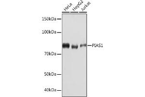 Western blot analysis of extracts of various cell lines, using PI Rabbit mAb (ABIN7269622) at 1:1000 dilution. (PIAS1 anticorps)