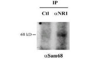 Immunoprecipitation with anti NR1 or control Western blot anti Sam68 (KHDRBS1 anticorps)