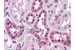 Immunohistochemical analysis of paraffin-embedded human Liver tissues using anti-BHMT mouse mAb