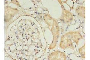 Immunohistochemistry of paraffin-embedded human kidney tissue using ABIN7159891 at dilution of 1:100 (TIMM1 (AA 1-90) anticorps)