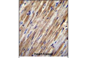 F2RL2 Antibody (N-term) (ABIN656222 and ABIN2845538) immunohistochemistry analysis in formalin fixed and paraffin embedded human heart tissue followed by peroxidase conjugation of the secondary antibody and DAB staining. (F2RL2 anticorps  (N-Term))