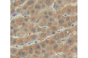 IHC-P analysis of Human Tissue, with DAB staining. (AGRN anticorps  (AA 1856-2045))