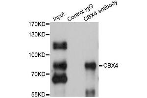 Immunoprecipitation analysis of 200ug extracts of HepG2 cells using 1ug CBX4 antibody. (CBX4 anticorps)