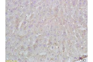 Formalin-fixed and paraffin embedded Rat liver labeled with Anti-FBN1/fibrillin 1 Polyclonal Antibody, Unconjugated  at 1:200 followed by conjugation to the secondary antibody and DAB staining. (Fibrillin 1 anticorps  (AA 401-500))