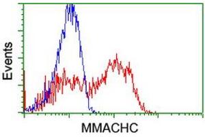 HEK293T cells transfected with either RC223846 overexpress plasmid (Red) or empty vector control plasmid (Blue) were immunostained by anti-MMACHC antibody (ABIN2455591), and then analyzed by flow cytometry. (MMACHC anticorps)