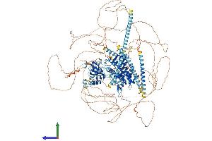 AlphaFold protein structure predicition of Mouse Recombinant Camsap2 Protein, UniprotID Q8C1B1