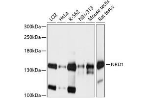 Western blot analysis of extracts of various cell lines, using NRD1 antibody  at 1:1000 dilution. (NRD1 anticorps  (AA 160-400))