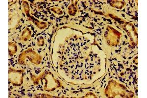 Immunohistochemistry of paraffin-embedded human kidney tissue using ABIN7162040 at dilution of 1:100 (NME6 anticorps  (AA 1-186))