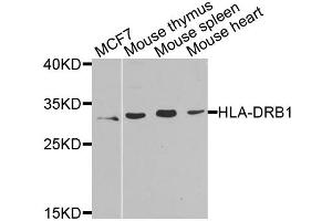 Western blot analysis of extracts of various cell lines, using HLA-DRB1 antibody. (HLA-DRB1 anticorps)