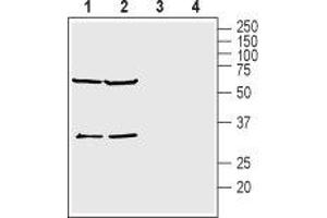 Western blot analysis of mouse brain lysates (lanes 1 and 3) and rat brain lysates (lanes 2 and 4): - 1,2. (KCNK15 anticorps  (1st Extracellular Loop))