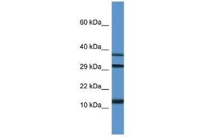Western Blot showing Ubl3 antibody used at a concentration of 1. (UBL3 anticorps  (C-Term))