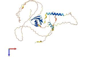 Trk-Fused Gene (TFG) (AA 1-400) protein (His tag)