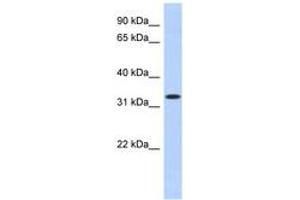 Image no. 1 for anti-metallophosphoesterase Domain Containing 2 (MPPED2) (AA 35-84) antibody (ABIN6743083) (MPPED2 anticorps  (AA 35-84))