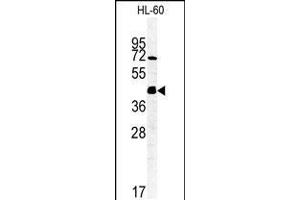 Western blot analysis of FKBPL Antibody in HL-60 cell line lysates (35ug/lane) (FKBPL anticorps  (C-Term))