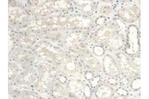 IHC-P analysis of Human Kidney Tissue, with DAB staining. (UGCG anticorps  (AA 39-171))