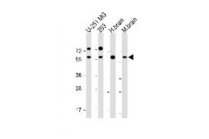 All lanes : Anti-RGMB Antibody at 1:2000 dilution Lane 1: U-251 MG whole cell lysate Lane 2: 293 whole cell lysate Lane 3: Human brain lysate Lane 4: Mouse brain lysate Lysates/proteins at 20 μg per lane. (RGMB anticorps)