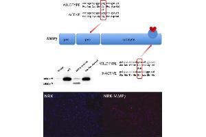 Generation of MMP-7 overexpressing cell lines.