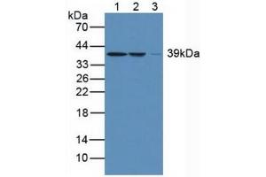 Figure. (ARG2 anticorps  (AA 23-354))