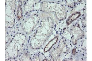 Image no. 2 for anti-Ring Finger Protein 39 (RNF39) antibody (ABIN1500723)