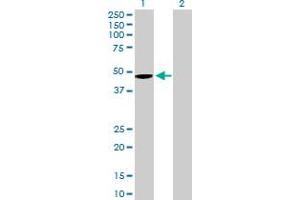 Western Blot analysis of WNT5B expression in transfected 293T cell line by WNT5B MaxPab polyclonal antibody.