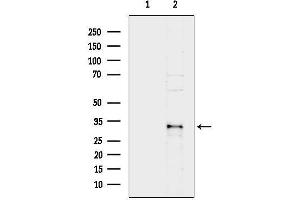 Western blot analysis of lysates from 3-L1P6(LPS 4h treatment), using ML-IAP Antibody.