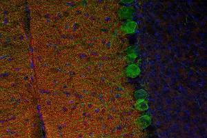 Indirect immunostaining of PFA fixed mouse cerebellum section with anti-M6a Glycoprotein (dilution 1 : 200; red) and mouse anti-calbindin (, dilution 1 : 200; green). (GPM6A anticorps  (AA 261-270))