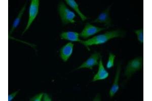 Detection of ANXA1 in Mouse 3T3-L1 cell using Polyclonal Antibody to Annexin A1 (ANXA1)