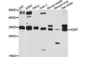 Western blot analysis of extract of various cells, using ICMT antibody. (ICMT anticorps)