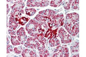 Anti-DCI / ECI1 antibody IHC staining of human pancreas. (DCI anticorps  (AA 275-302))