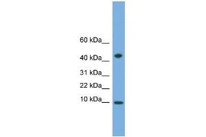 WB Suggested Anti-USMG5 Antibody Titration:  0. (USMG5 anticorps  (N-Term))