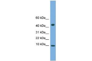 WB Suggested Anti-USMG5 Antibody Titration:  0.