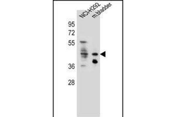 GHSR anticorps  (C-Term)