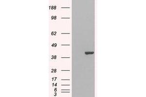 Image no. 2 for anti-GRB2-Related Adaptor Protein 2 (GRAP2) (C-Term) antibody (ABIN374093) (GRAP2 anticorps  (C-Term))