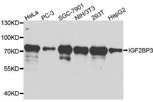 Western blot analysis of extracts of various cell lines, using IGF2BP3 antibody.