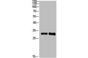 Western Blot analysis of 1,mouse-brain 2,mouse-spleen cells using primary antibody diluted at 1:1000(4 °C overnight). (KCTD7 anticorps  (AA 181-230))